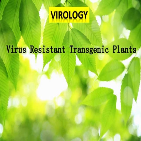 Virus resistant transgenic plants
