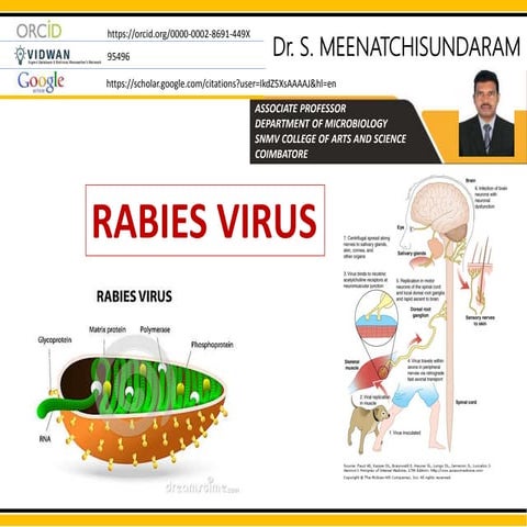 VIROLOGY - RABIES VIRUS