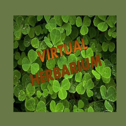 VIRTUAL HERBARIUM