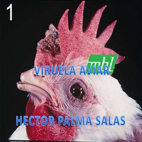 Viruela aviar | PPTX
