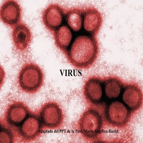 Virus