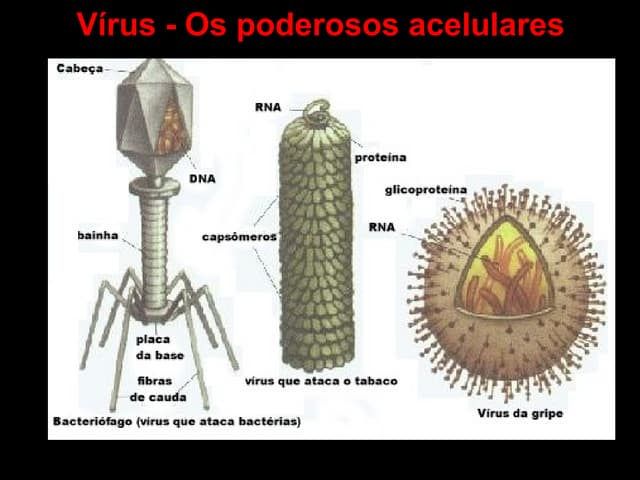 Virus | PPT