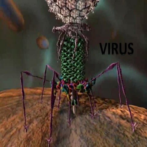 clasificacion de virus