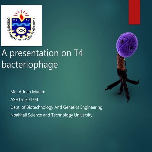 t4 bacteriohage