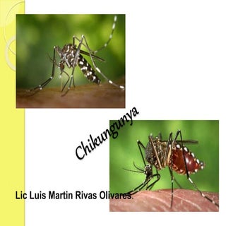 Virus chikungunya 