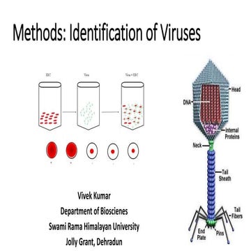 Virus detection identification