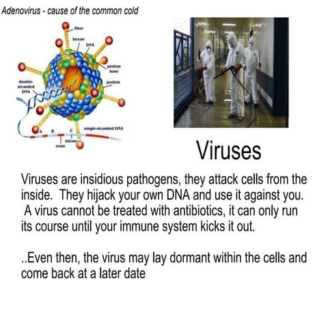 Viruses