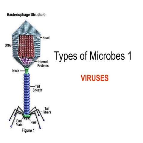 Viruses