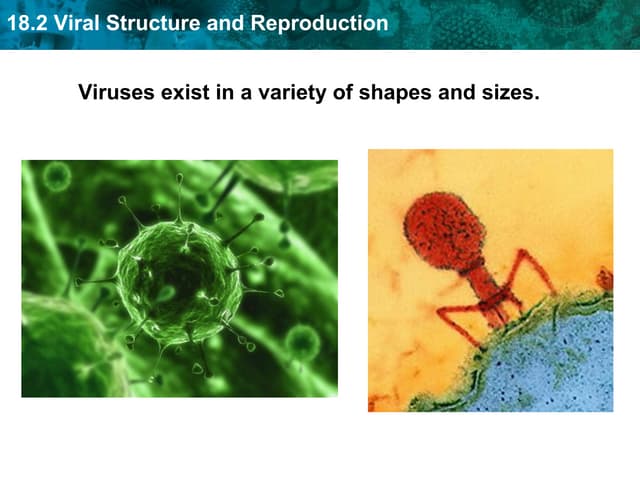 Viruses