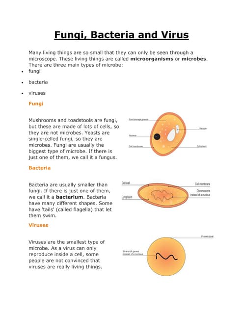 Virus And Bacteria Worksheet Answer Key Reinforcement Bacteria Answer