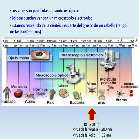 Bioquimico