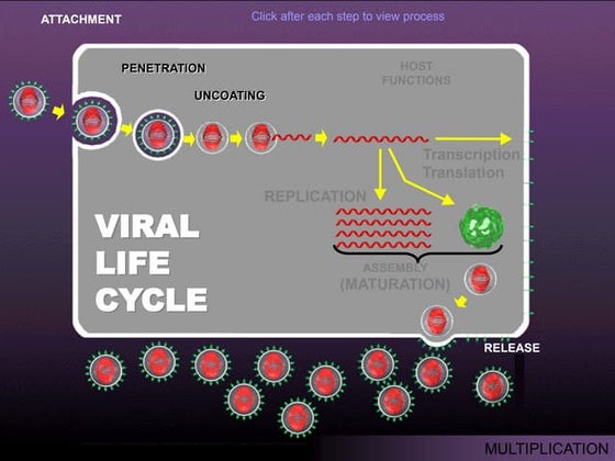 Shuttle vector - a plasmid vector used in rDNA technology. | PPTX ...