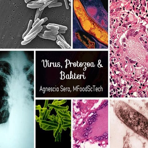 Virus, protozoa, bakteri