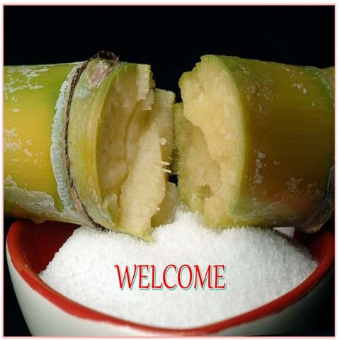  Sugarcane tissue culture ppt