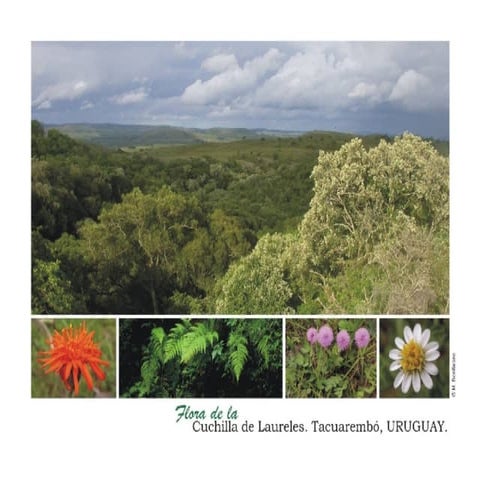 Visita Laureles Noviembre 2007