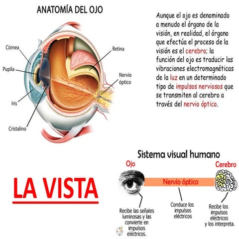 Material de apoyo: La Vista | PDF