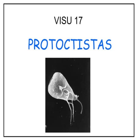 Visu 17 protoctistas | PDF