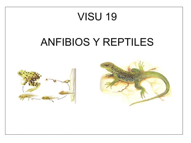 Visu 21 anfibios reptiles