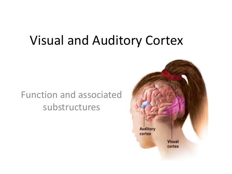 Visual and auditory cortex