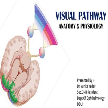 Visual pathway Anatomy and Physiology.pptx
