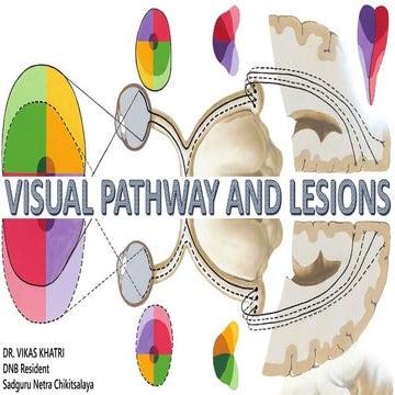 Visual pathway and lesion