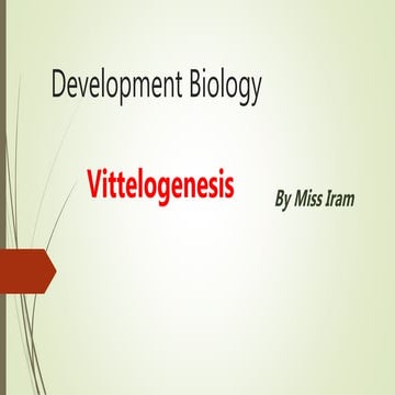 vittelogenesis.pptx