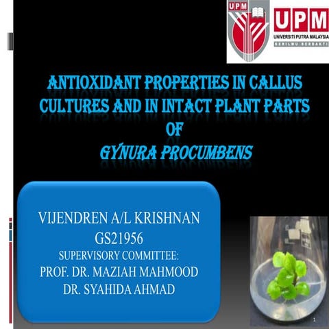 Antioxidant properties in callus cultures and in intact plant parts of gynura procumbens