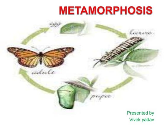 Metamorphosis in insects | PPT