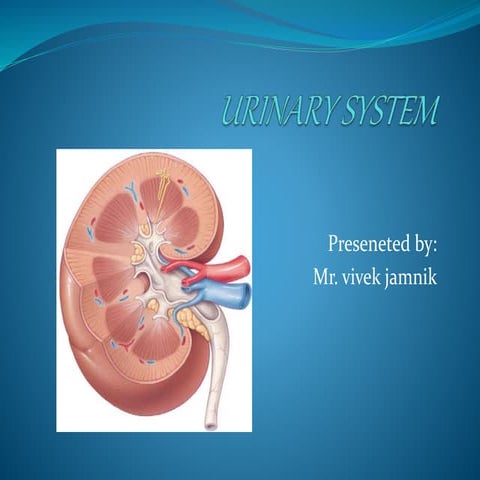 Uninary System