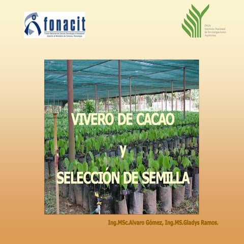 Viveros de cacao y seleccion de semillas17
