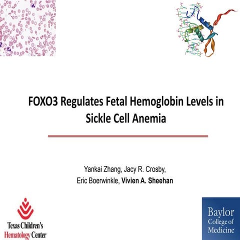 Pharmacological Induction of FoxO3 is a Potential Treatment for Sickle Cell D...