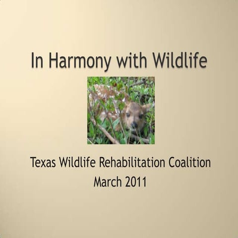 In Harmony With Wildlife