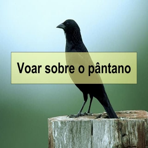 Voar sobre o_p_ntano_18-jan-11