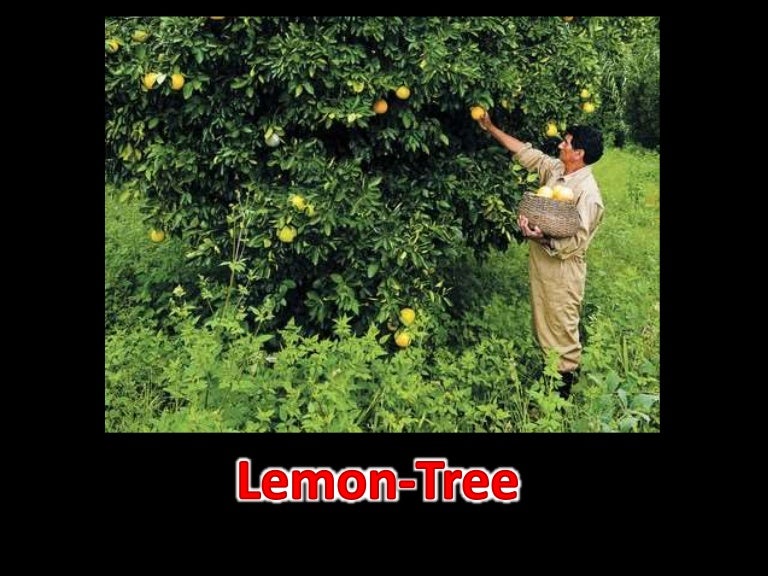 Vocabulary Song Lemon Tree