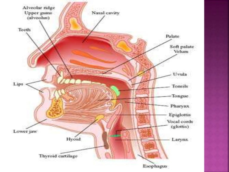 Vocal cords vibration theories