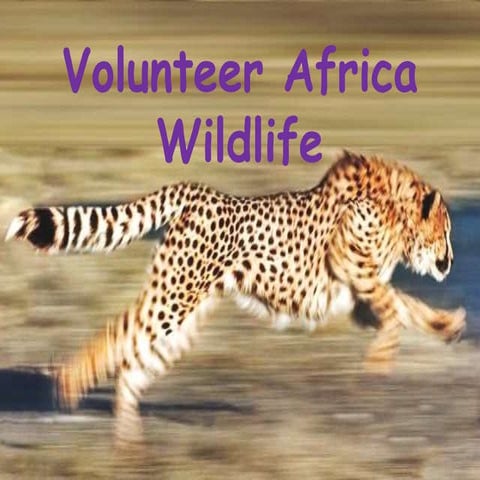 Volunteer africa wildlife