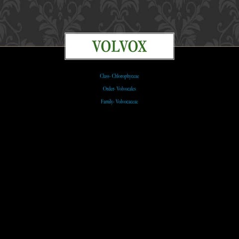 Volvox