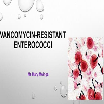Vancomycin-Resistant Enterococci