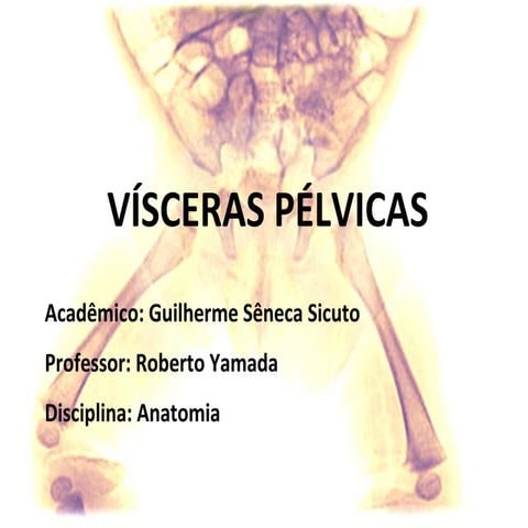 Vísceras pélvicas