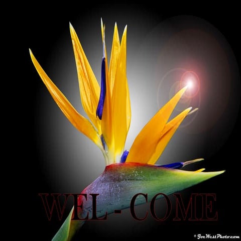 HISTORY, DISCRIPTION, CLASSIFICATION, ORIGIN AND PHYLOGENETIC RELATIONSHIP GE...