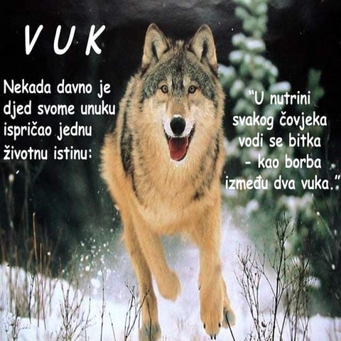 Vuk