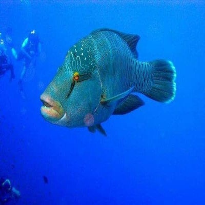 Vízalatti világ(2)+ani (nx power lite)