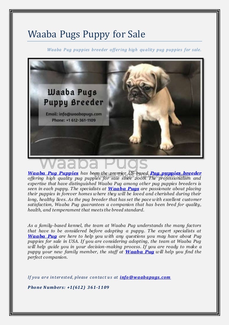 affordable pug puppies for sale