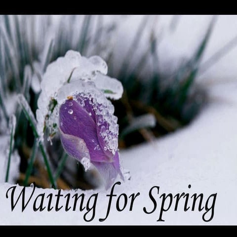 Waiting For Spring | PPS