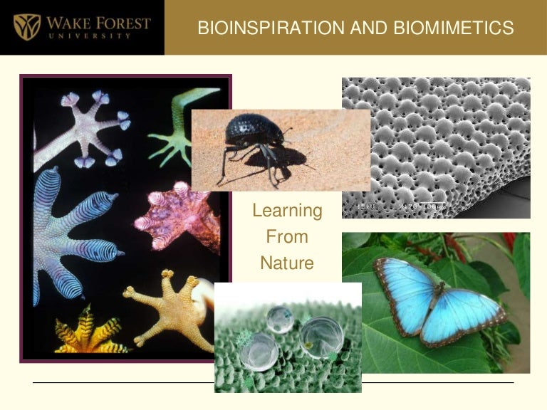 Resultado de imagen de insects bioinspiration