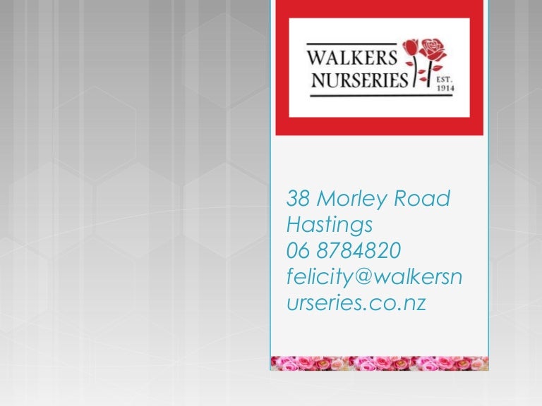Walkers Rose Nursery For Your Garden In New Zealand