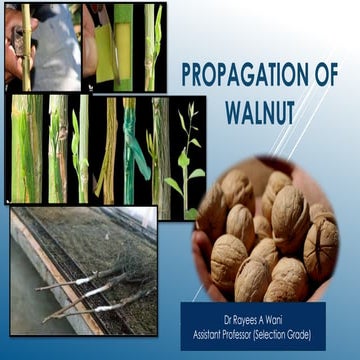 walnut production technology | PPTX