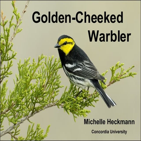 Warbler Presentation