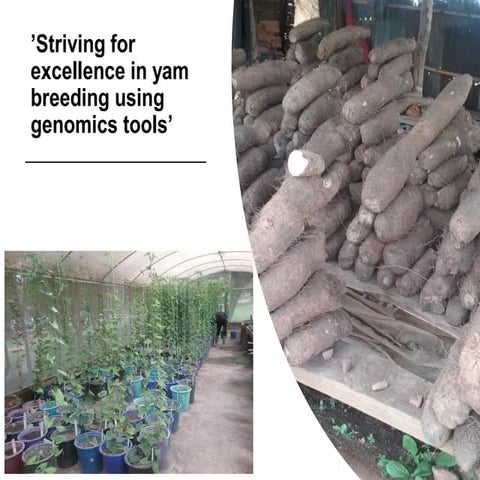 Striving for excellence in yam breeding using genomics tools