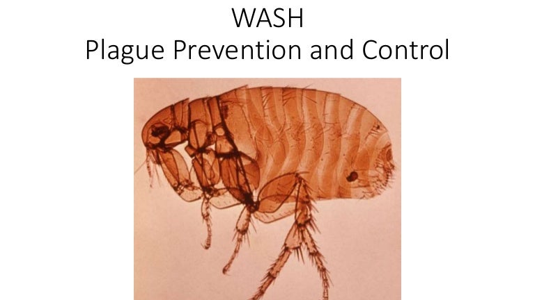 Wash In Plague Response